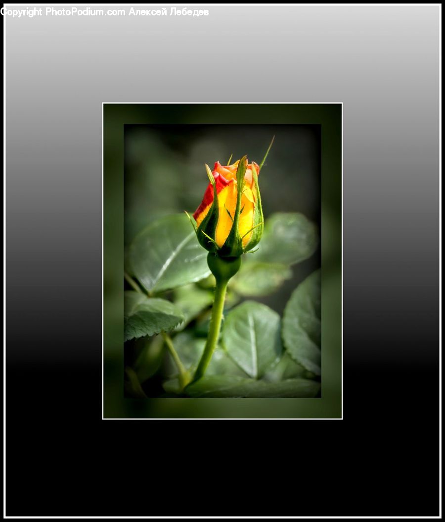 Collage, Poster, Flower, Flower Arrangement, Flower Bouquet, Art, Modern Art