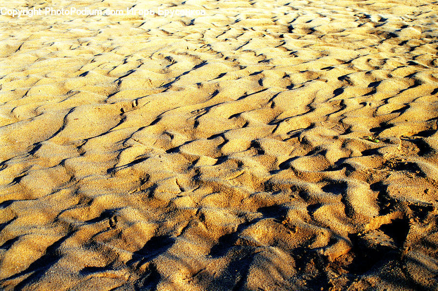 Outdoors, Sand, Soil, Alcyonacea, Brain Coral, Coral Reef, Invertebrate