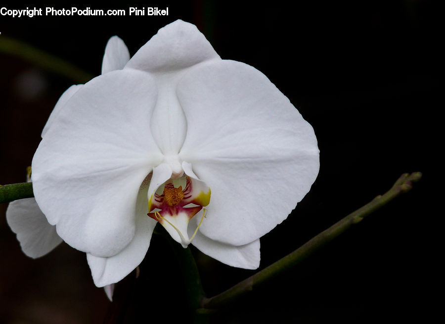 Blossom, Flora, Flower, Orchid, Plant, Pollen, Gladiolus