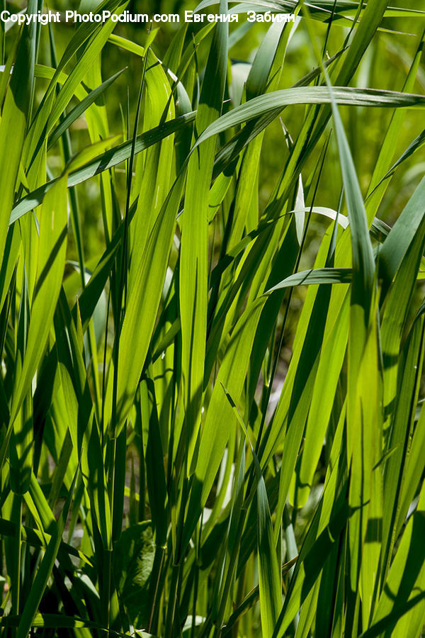 Field, Grass, Grassland, Plant, Blossom, Flora, Flower