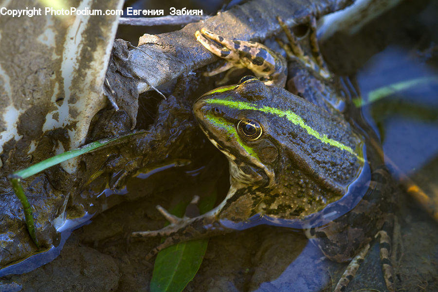 Amphibian, Frog, Wildlife