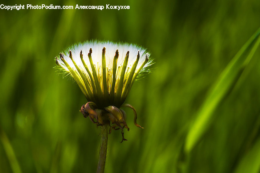 Asteraceae, Blossom, Flora, Flower, Plant, Bee, Insect