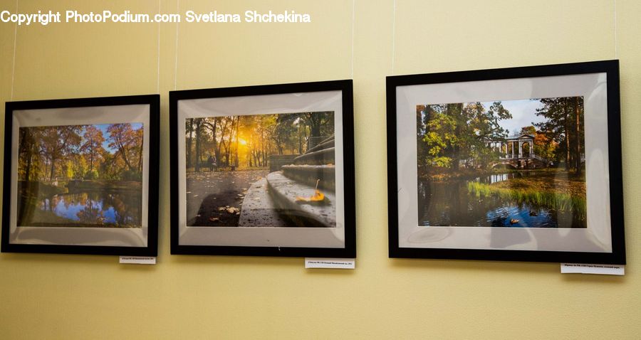 Art, Modern Art, Art Gallery, Plant, Tree, Oak, Wood
