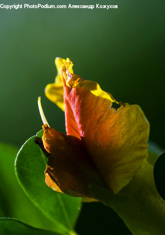 Bud, Plant, Flora, Flower, Hibiscus, Poppy, Blossom