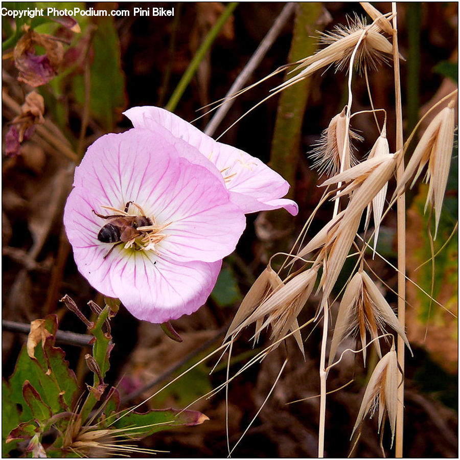 Blossom, Flora, Flower, Geranium, Plant, Fiber, Flax