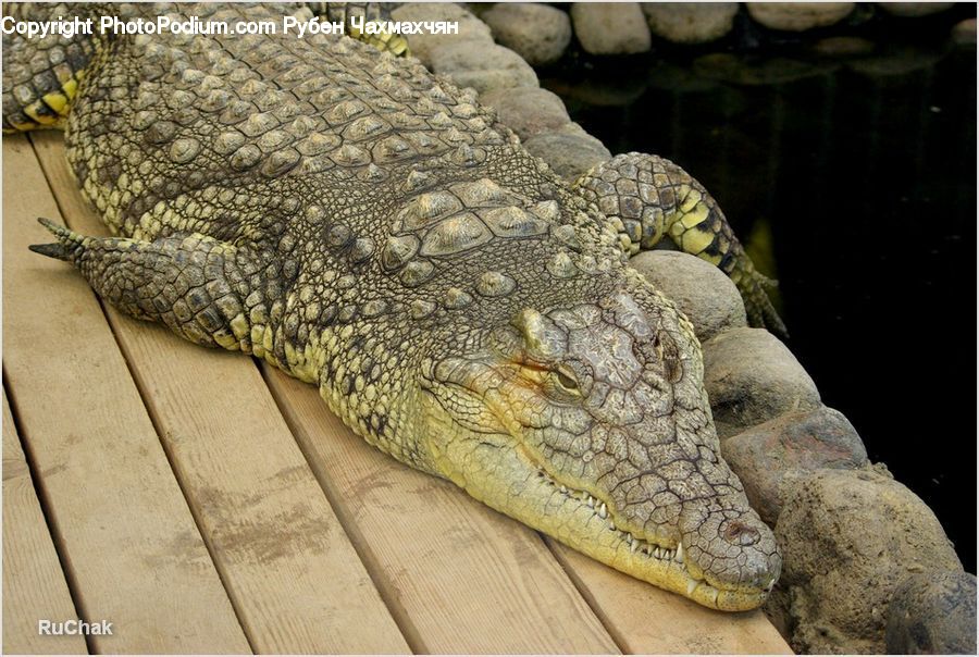 Alligator, Crocodile, Reptile