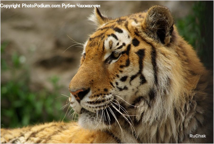 Animal, Mammal, Tiger, Field, Grass, Grassland, Plant