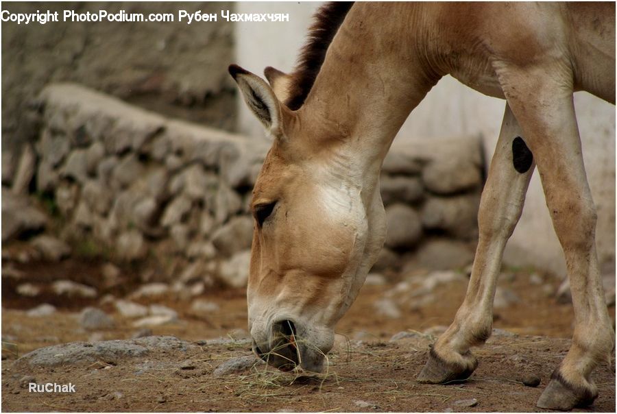Animal, Colt Horse, Foal, Horse, Mammal, Gazelle, Impala