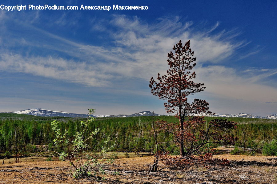 Plant, Tree, Conifer, Fir, Landscape, Nature, Scenery