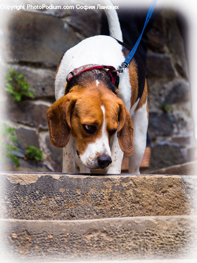 Animal, Beagle, Canine, Dog, Hound, Mammal, Pet