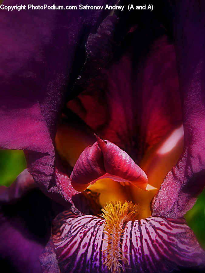 Flora, Flower, Iris, Plant, People, Person, Human