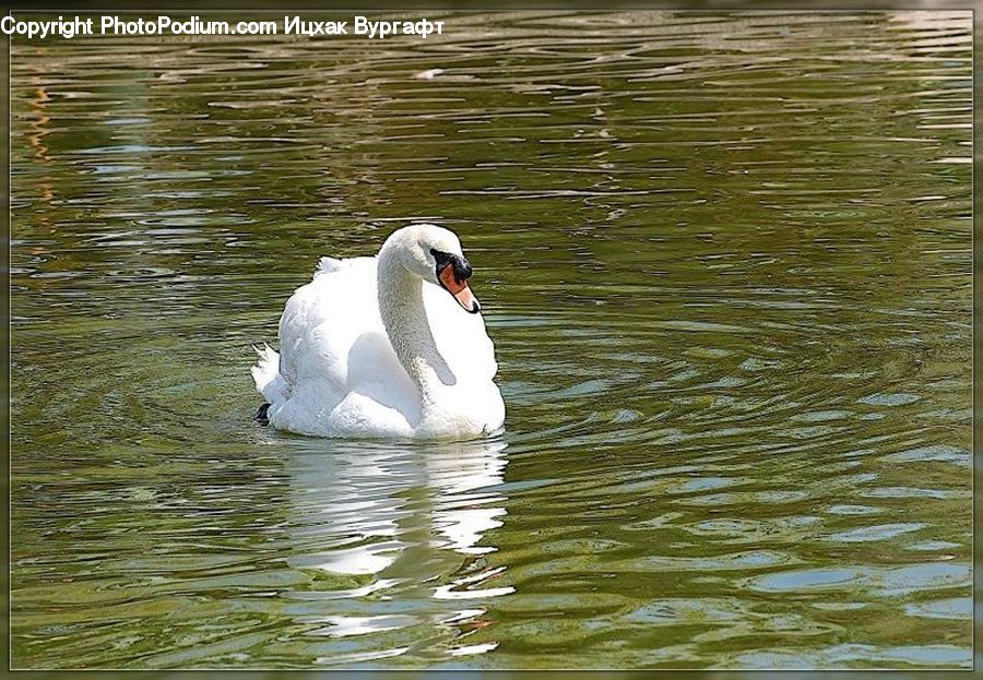 Bird, Swan, Waterfowl, Goose