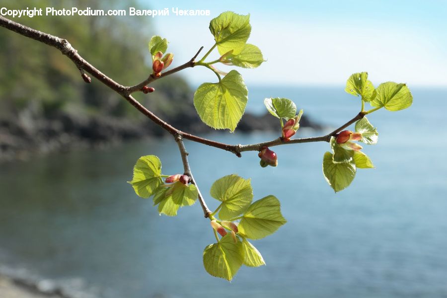 Blossom, Flora, Flower, Plant, Oak, Sycamore, Tree