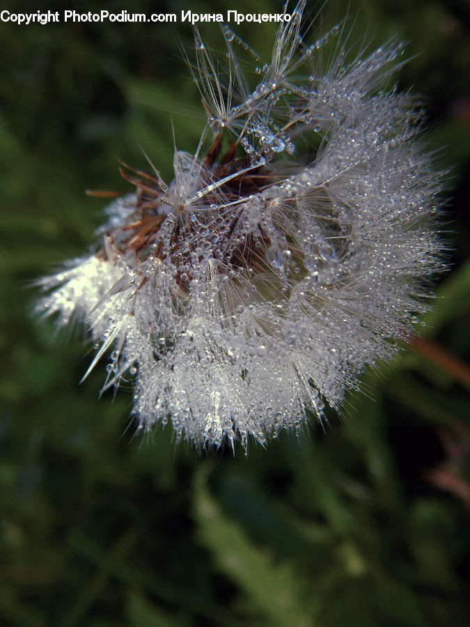 Arachnid, Garden Spider, Insect, Invertebrate, Spider, Dandelion, Flower