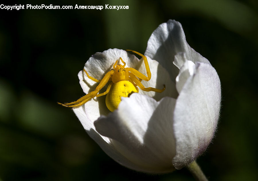 Blossom, Daffodil, Flora, Flower, Plant, Pollen, Crocus