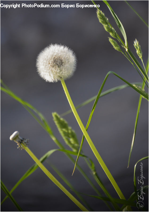Dill, Plant, Blossom, Flora, Flower, Asteraceae, Dandelion