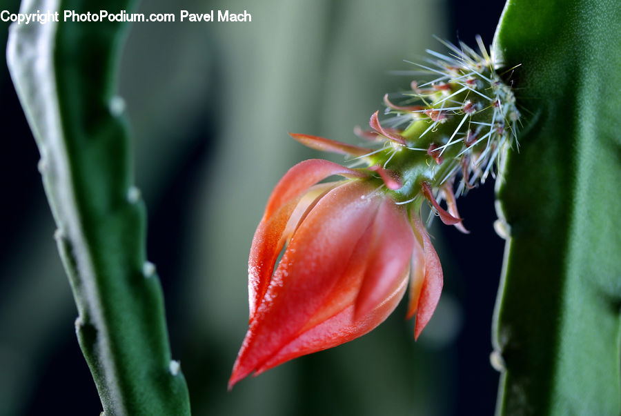 Bud, Plant, Amaryllidaceae, Blossom, Flower, Flora, Geranium