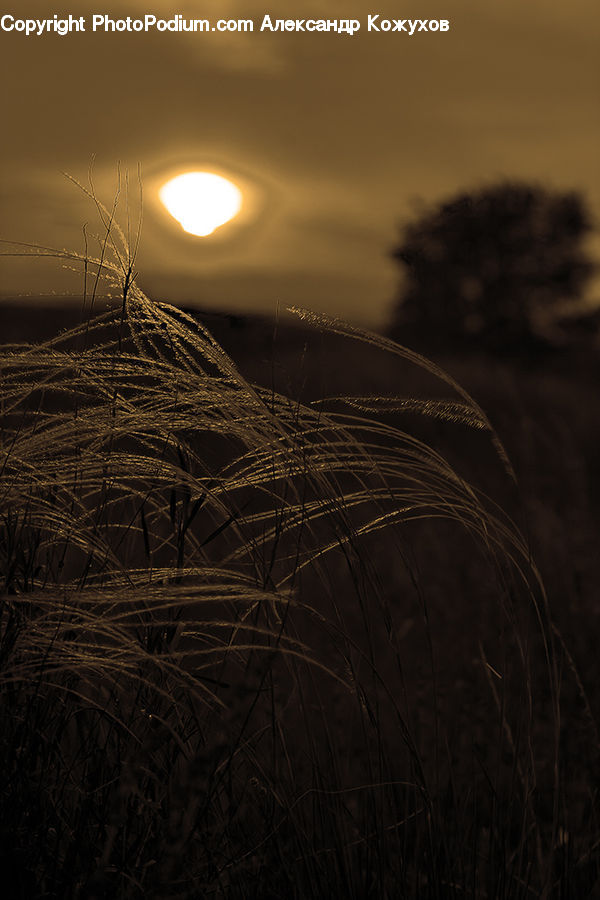 Astronomy, Moon, Night, Outdoors, Space, Field, Grass