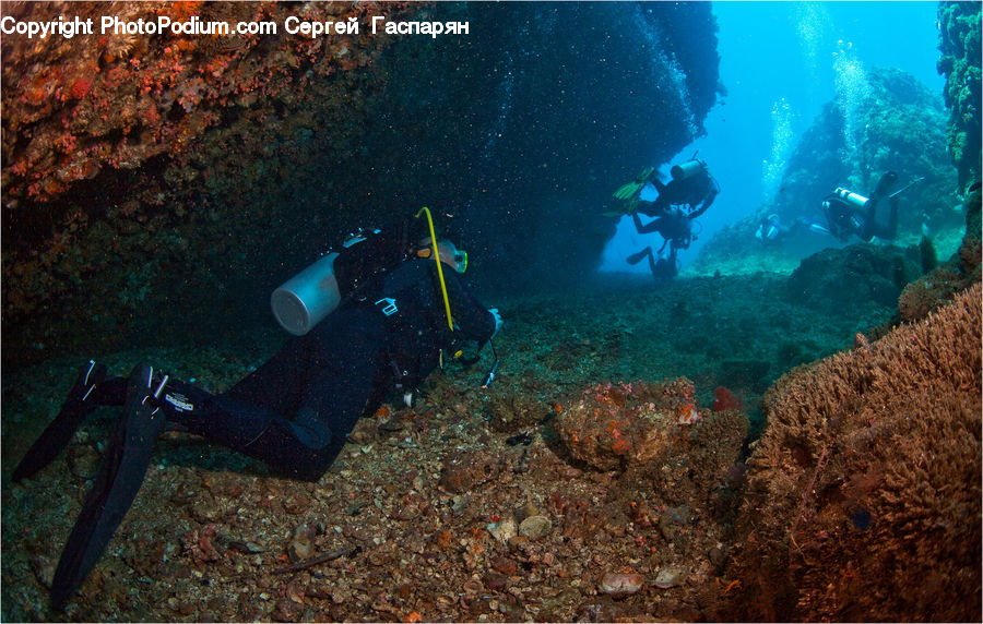 Coral Reef, Outdoors, Reef, Sea, Sea Life, Water, Diver