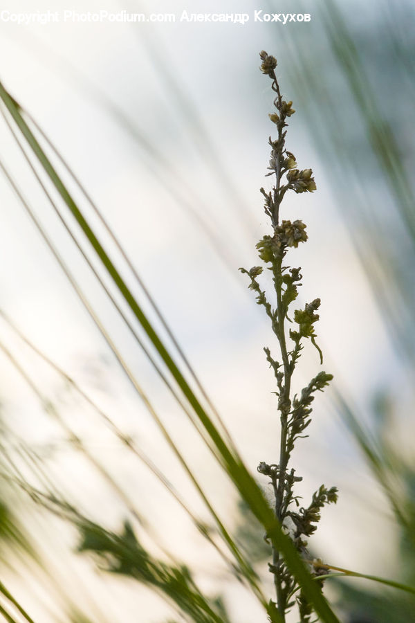 Field, Grass, Grassland, Plant, Dill, Fiber, Flax