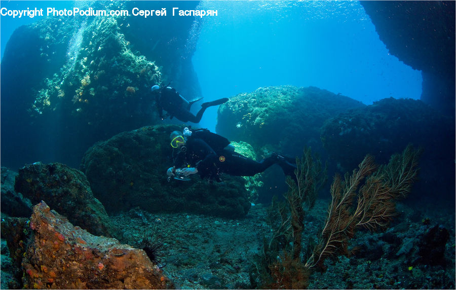 Coral Reef, Outdoors, Reef, Sea, Sea Life, Water, Diver