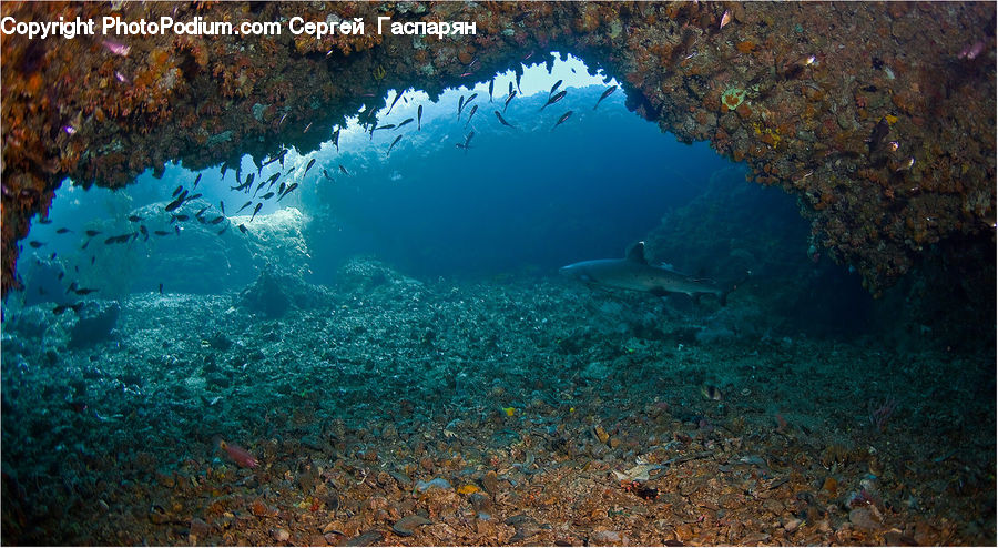 Coral Reef, Outdoors, Reef, Sea, Sea Life, Water, Granite