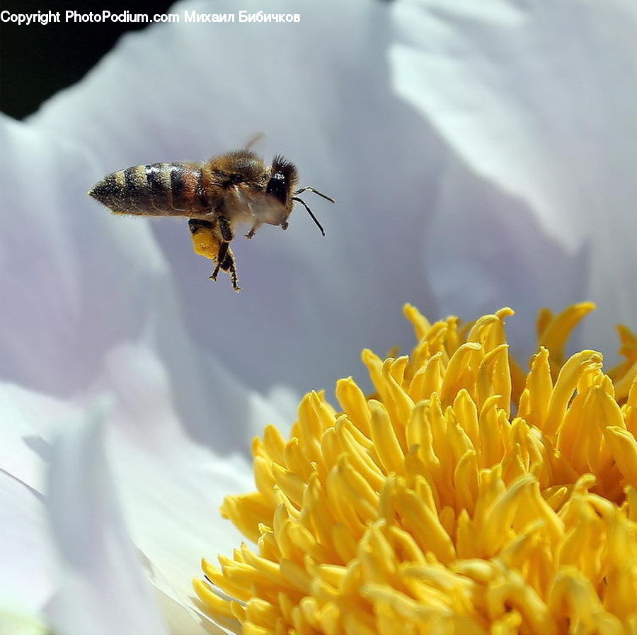 Bee, Insect, Invertebrate, Apidae, Bumblebee, Flora, Pollen