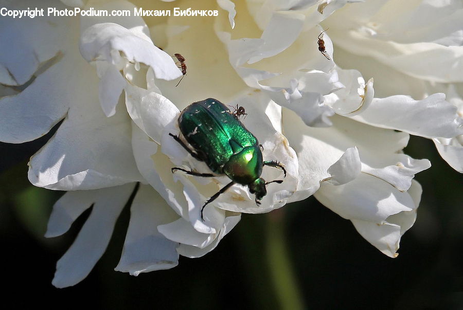 Sink, Dung Beetle, Insect, Invertebrate, Ant, Bird, Blossom