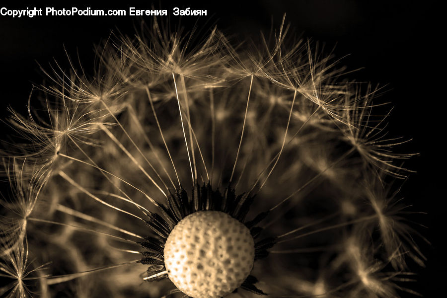 Dandelion, Flower, Plant, Grain, Seed, Field, Grass