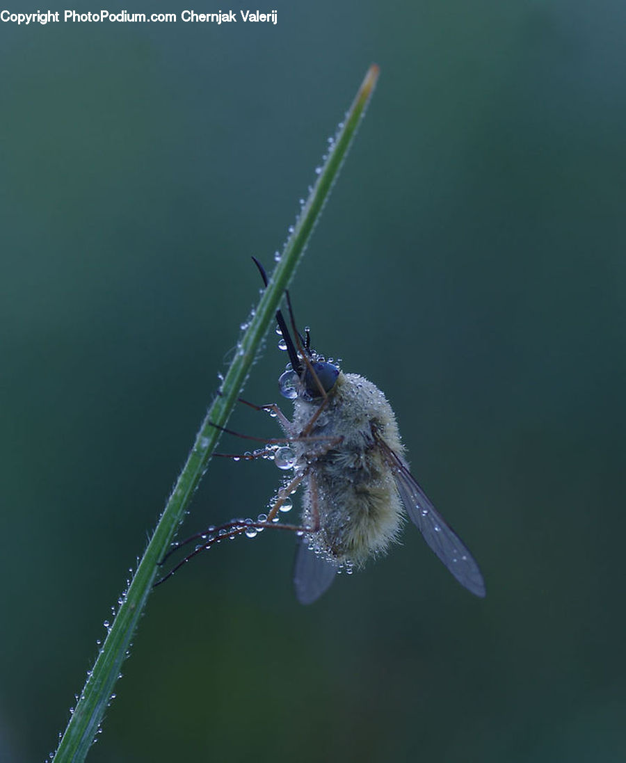Bee, Insect, Invertebrate, Arachnid, Garden Spider, Spider, Anisoptera