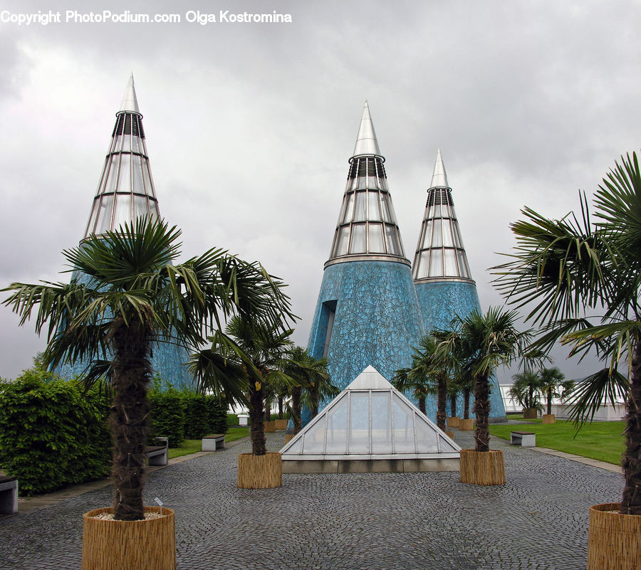 Arecaceae, Palm Tree, Plant, Tree, Potted Plant, Triangle, Architecture
