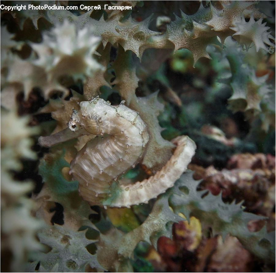 Mammal, Sea Life, Seahorse, Coral Reef, Outdoors, Reef, Sea