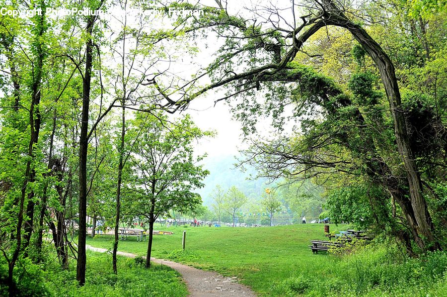 Forest, Jungle, Rainforest, Vegetation, Oak, Tree, Wood