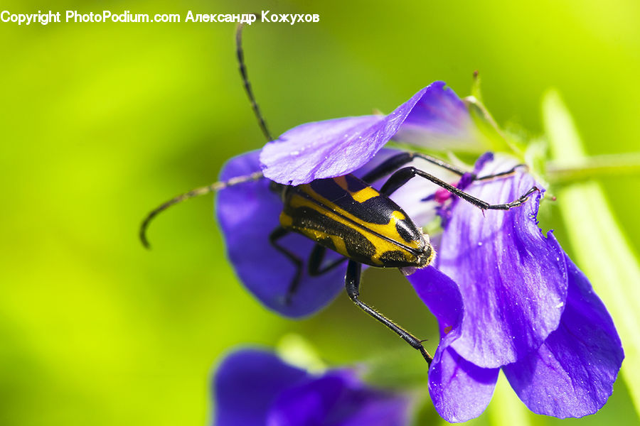 Bee, Insect, Invertebrate, Blossom, Flora, Flower, Geranium