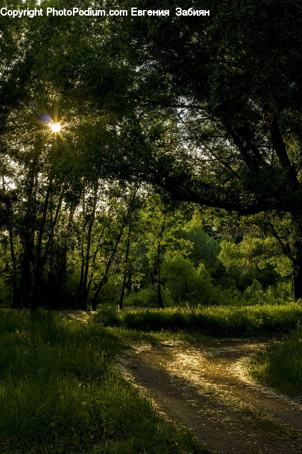 Dirt Road, Gravel, Road, Forest, Vegetation, Flare, Light