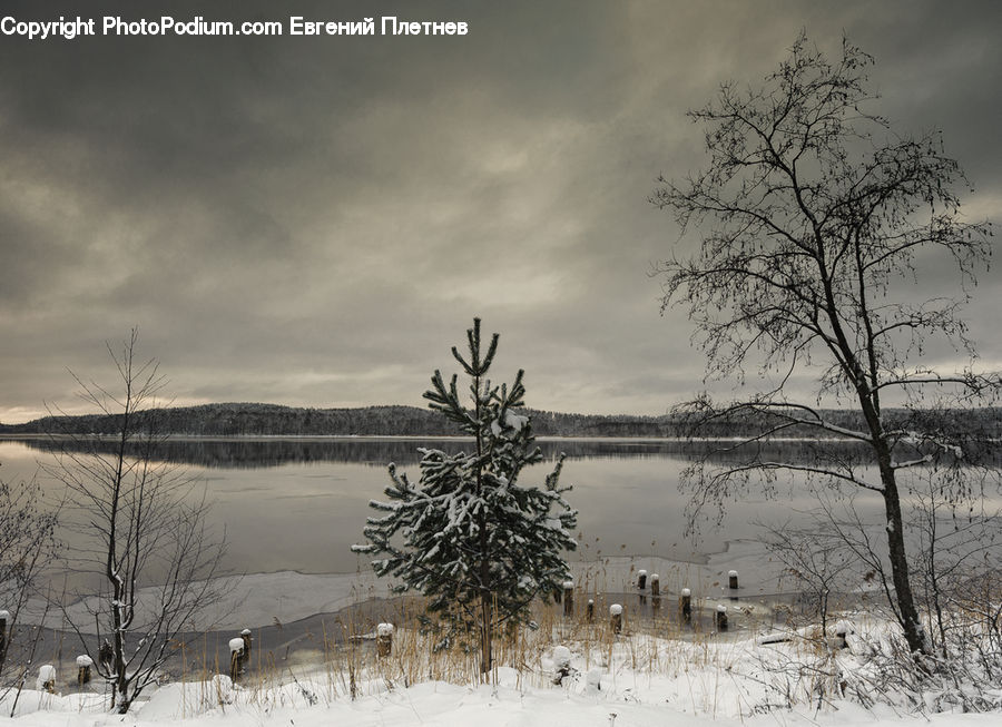 Conifer, Fir, Pine, Plant, Spruce, Tree, Ice