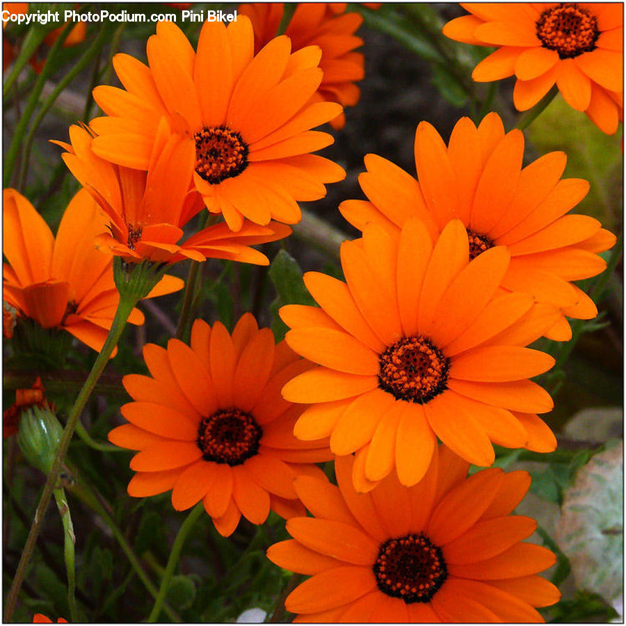 Flora, Flower, Plant, Treasure Flower, Daisies, Daisy, Blossom