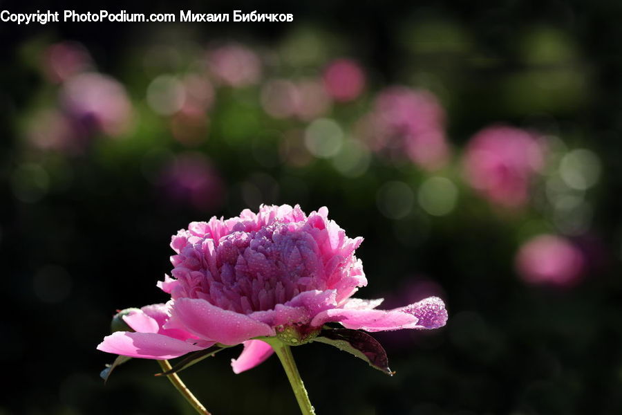 Blossom, Carnation, Flower, Plant, Flora, Peony, Petal
