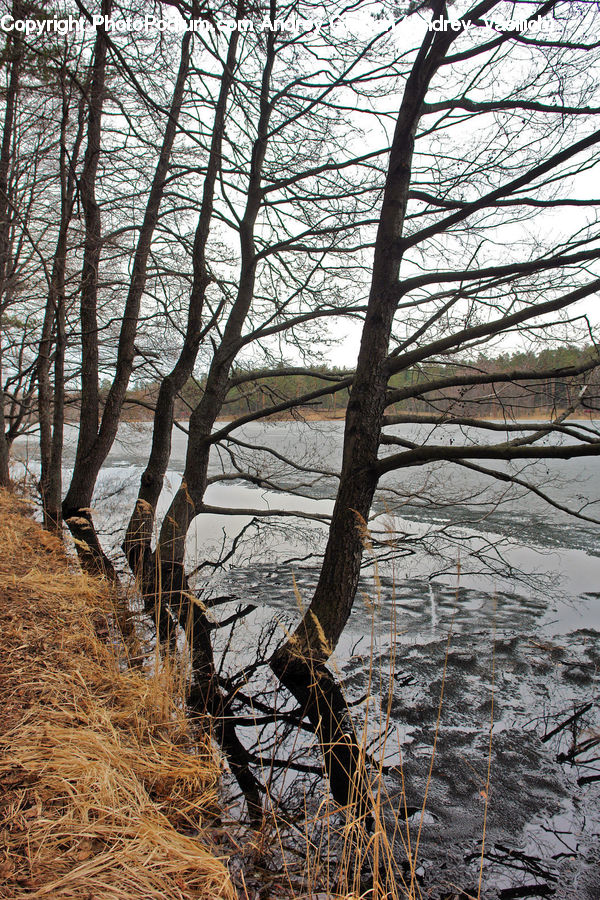 Birch, Tree, Wood, Plant, Landscape, Nature, Scenery
