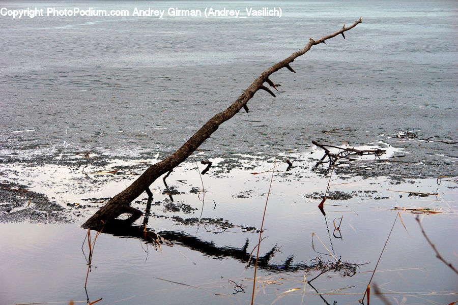 Driftwood, Wood, Plant, Tree, Pavement, Land, Marsh