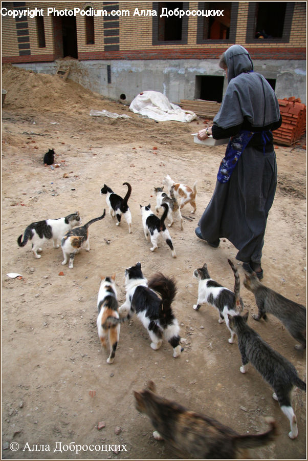 People, Person, Human, Animal, Canine, Collie, Dog