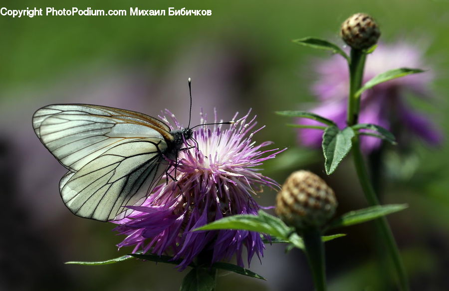Blossom, Flora, Flower, Plant, Thistle, Weed, Bee