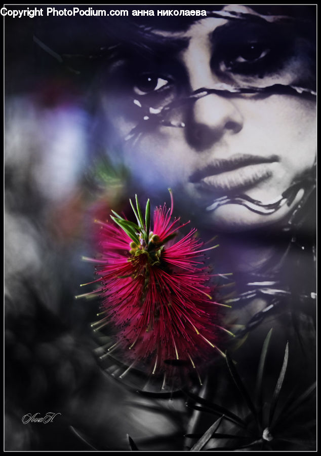 Blossom, Flora, Flower, Plant, Cosmos, Conifer, Fir
