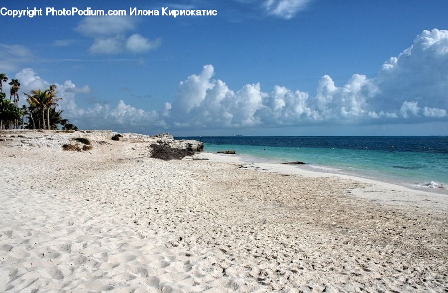 Beach, Coast, Outdoors, Sea, Water, Palm Tree, Plant