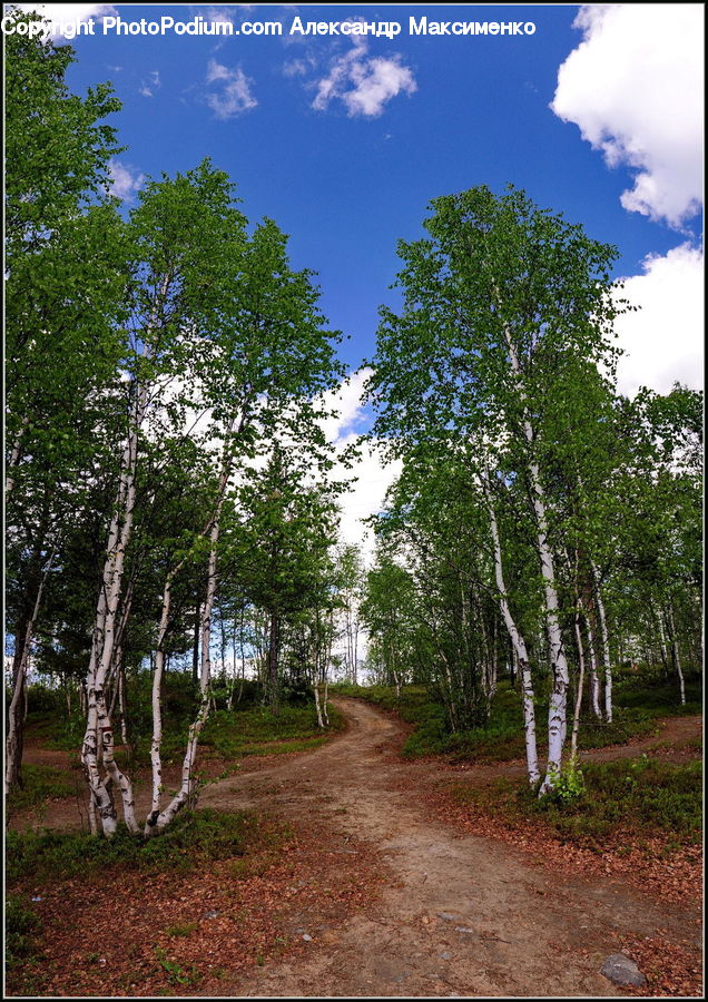 Birch, Tree, Wood, Oak, Sycamore, Tree Trunk, Dirt Road