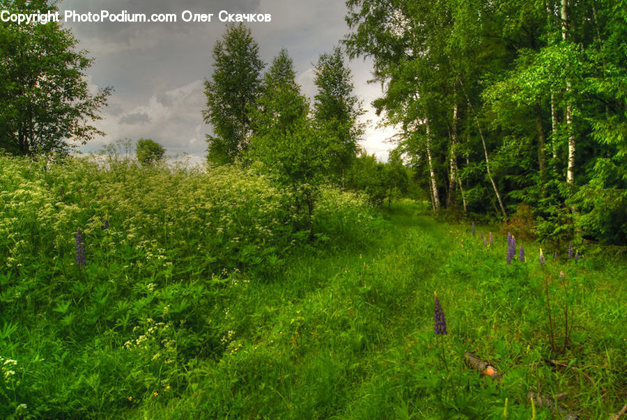 Field, Grass, Grassland, Plant, Land, Outdoors, Fence