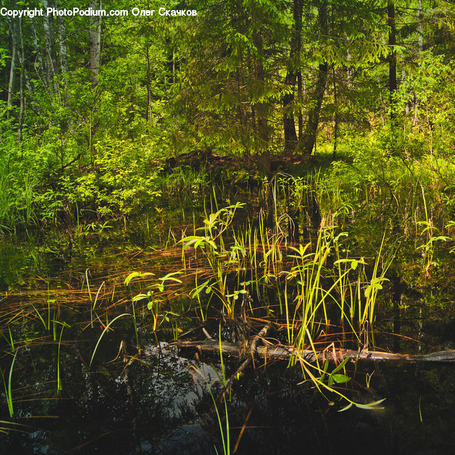 Land, Marsh, Outdoors, Swamp, Water, Pond, Algae