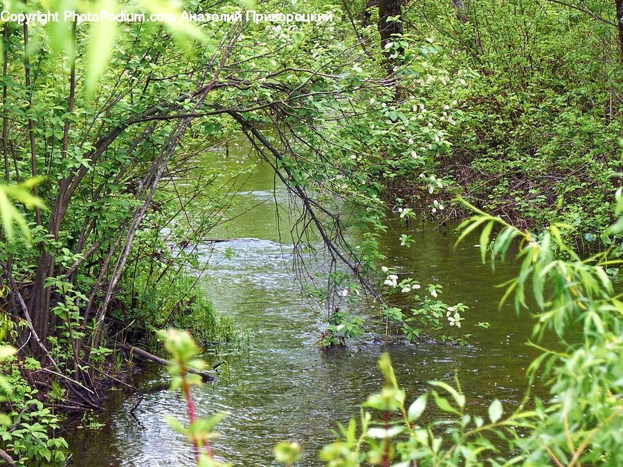 Forest, Jungle, Rainforest, Vegetation, Creek, Outdoors, River