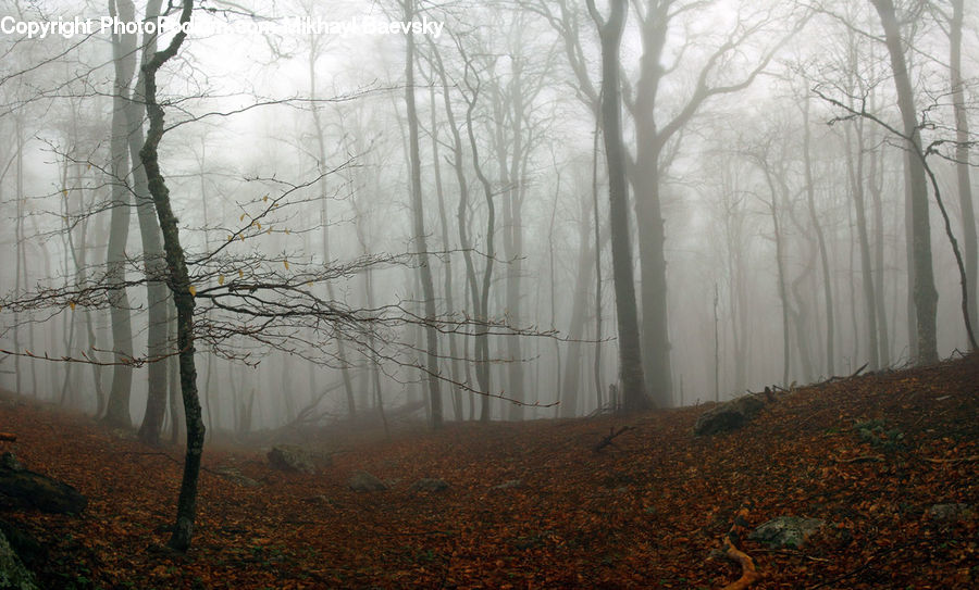Fog, Mist, Outdoors, Forest, Vegetation, Landscape, Nature