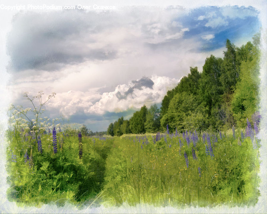 Conifer, Fir, Plant, Tree, Cloud, Cumulus, Sky